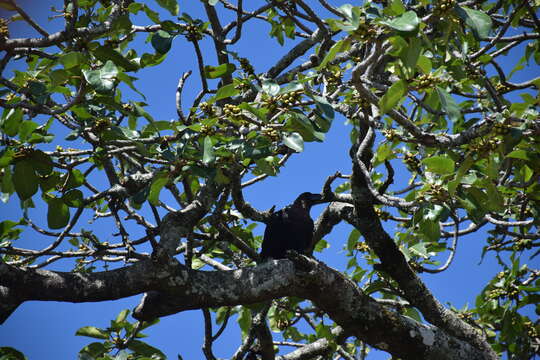 Image of White-necked Raven