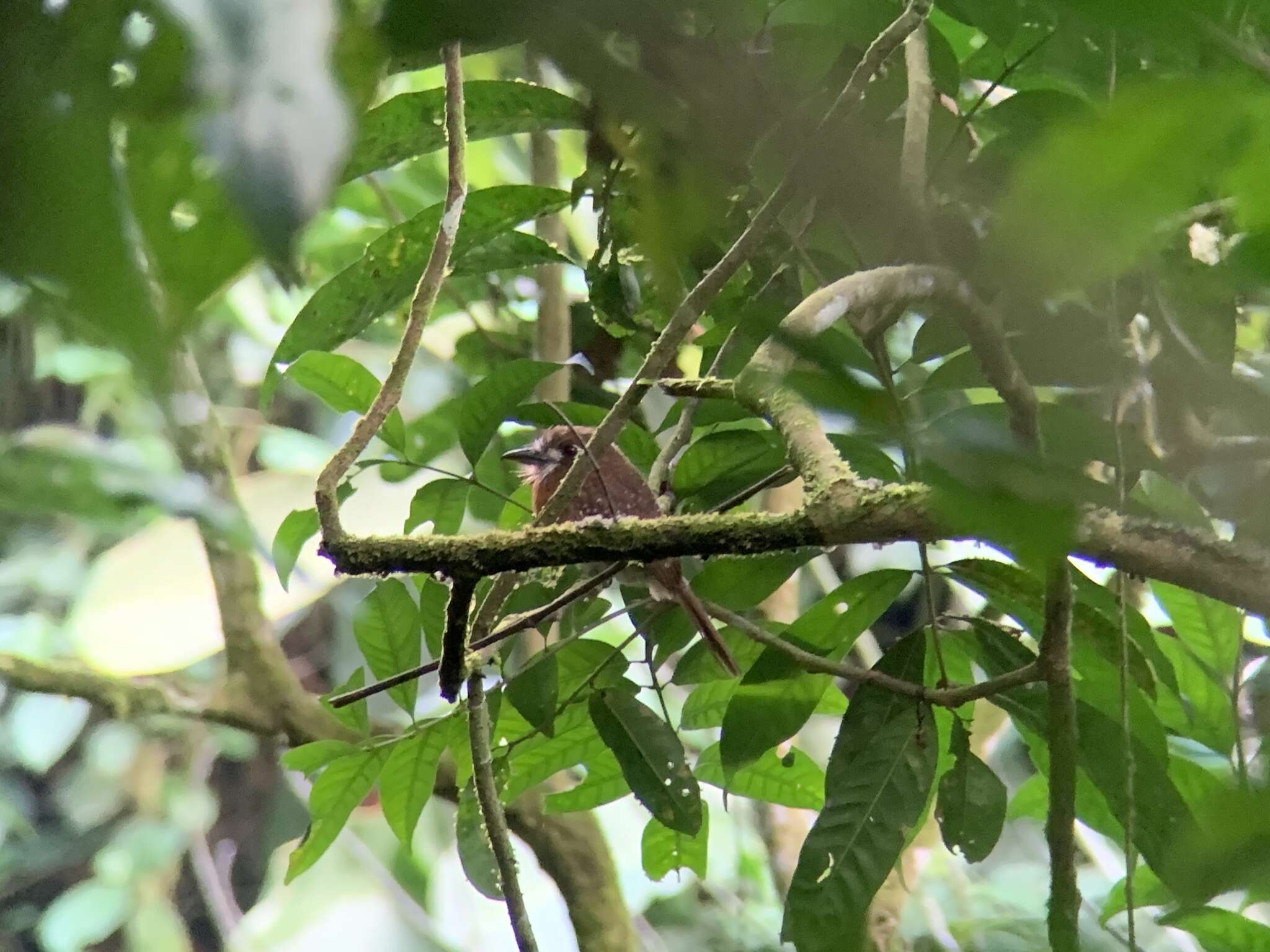 Image of Moustached Puffbird