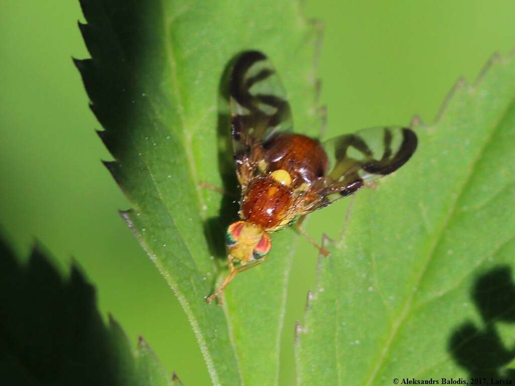 Image of Celery Fly