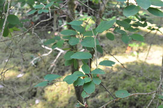 Image of Saskatoon serviceberry