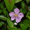 Image of Heterotis decumbens (P. Beauv.) H. Jacques-Félix