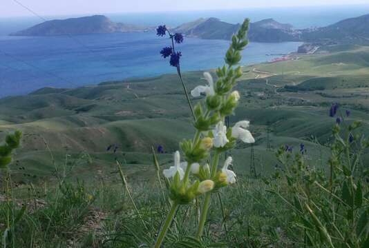 Image of Salvia scabiosifolia Lam.