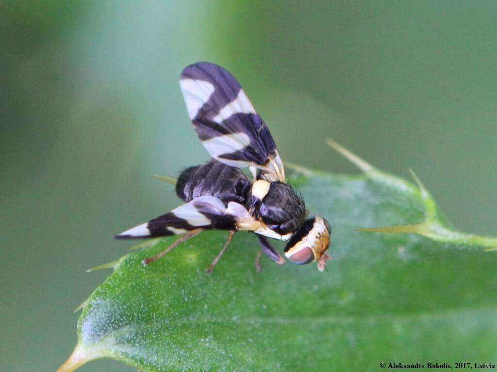 Image of Urophora cardui (Linnaeus 1758)