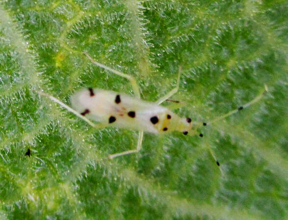 Image of Chius maculatus Distant 1884