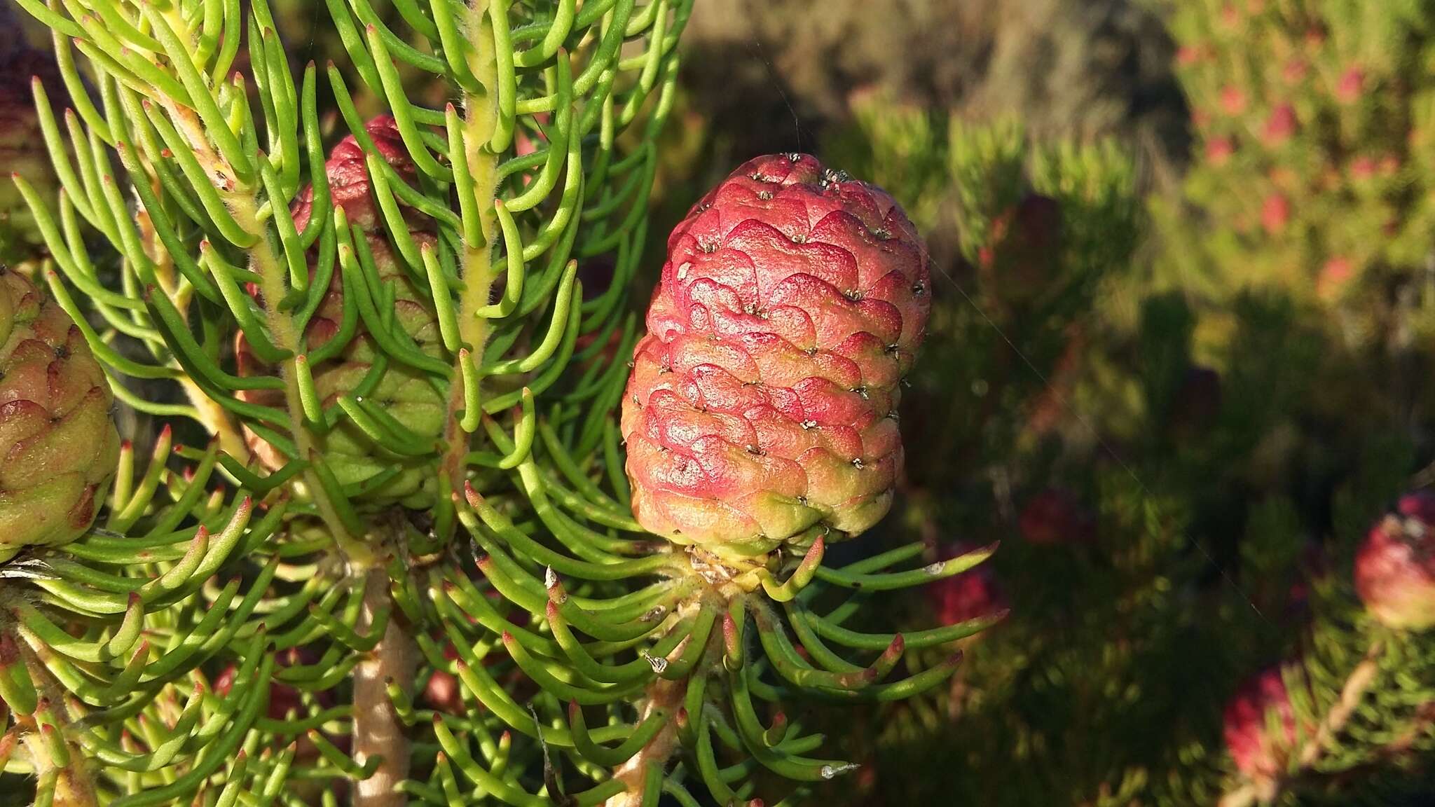 صورة Leucadendron teretifolium (Andrews) I. Williams