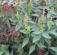 Image de Acalypha phleoides Cav.