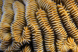 Image of Maze Coral