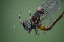 Image of Rainpool Gliders