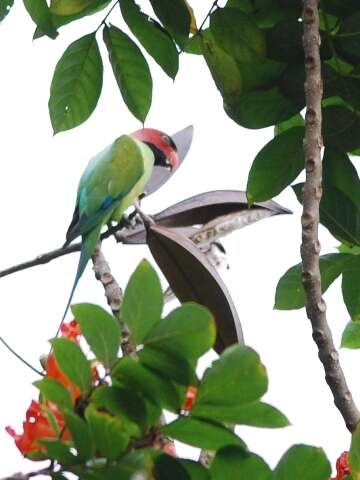 Image of Long-tailed Parakeet