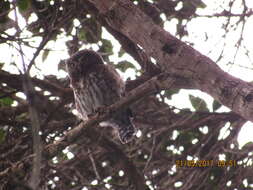 Image of Andean Pygmy Owl