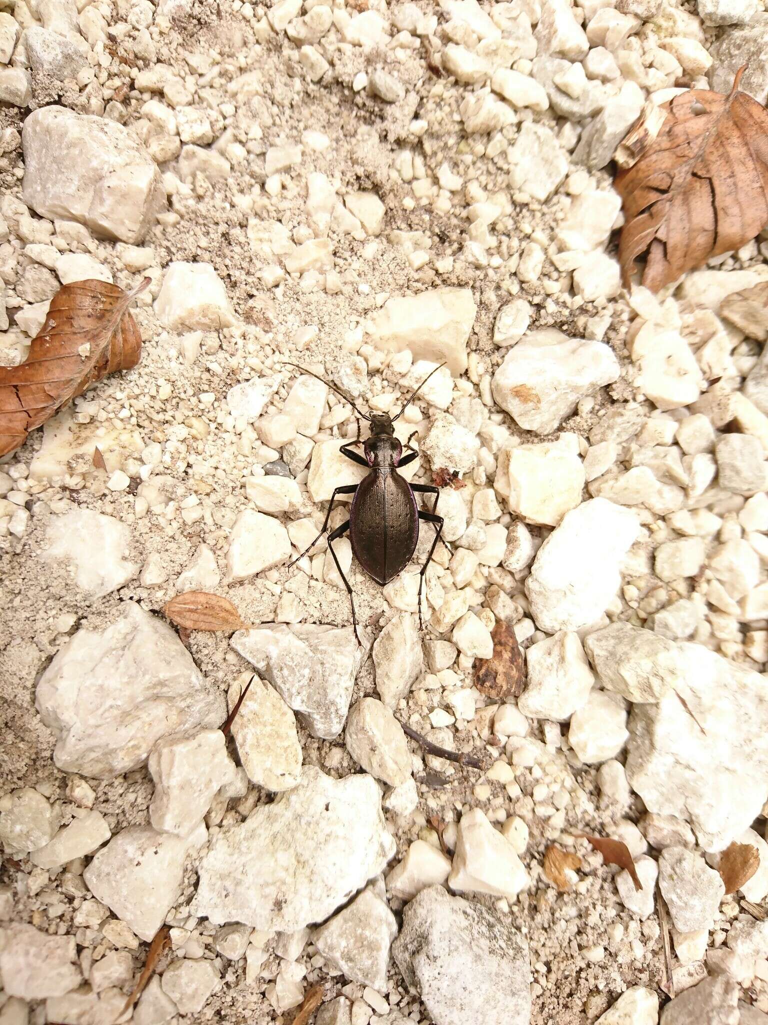 Carabus (Platycarabus) creutzeri Fabricius 1801 resmi