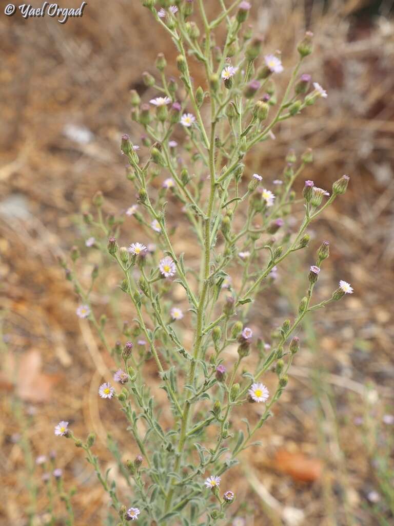 Imagem de Lachnophyllum noeanum Boiss.