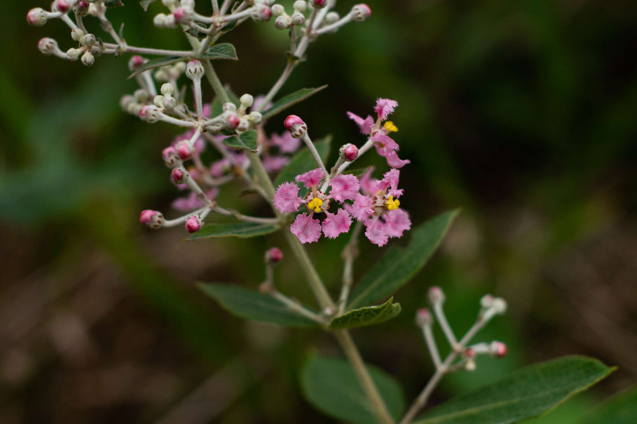 Image of Banisteriopsis campestris (A. Juss.) Little