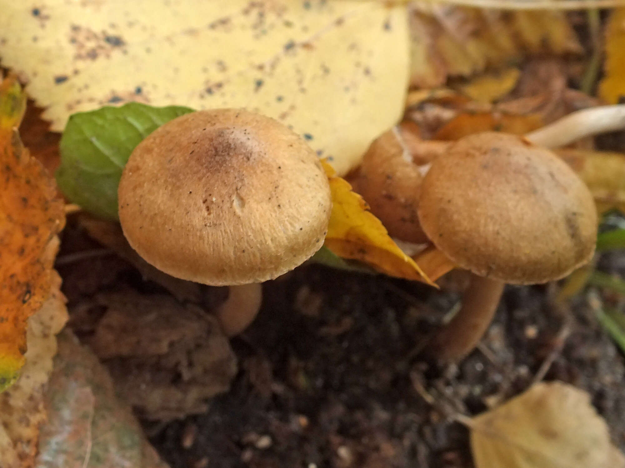 Image of Inocybe langei R. Heim 1931