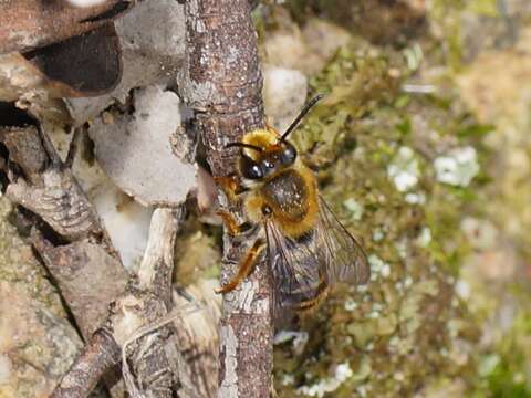 Image of Trichocolletes venustus (Smith 1862)