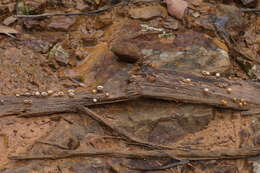 Image of Nidula niveotomentosa (Henn.) Lloyd 1910