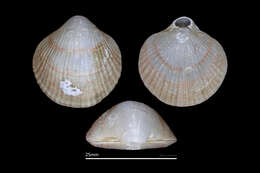 Image of Coptothyris grayi (Davidson 1852)