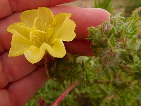 Image of showy evening primrose