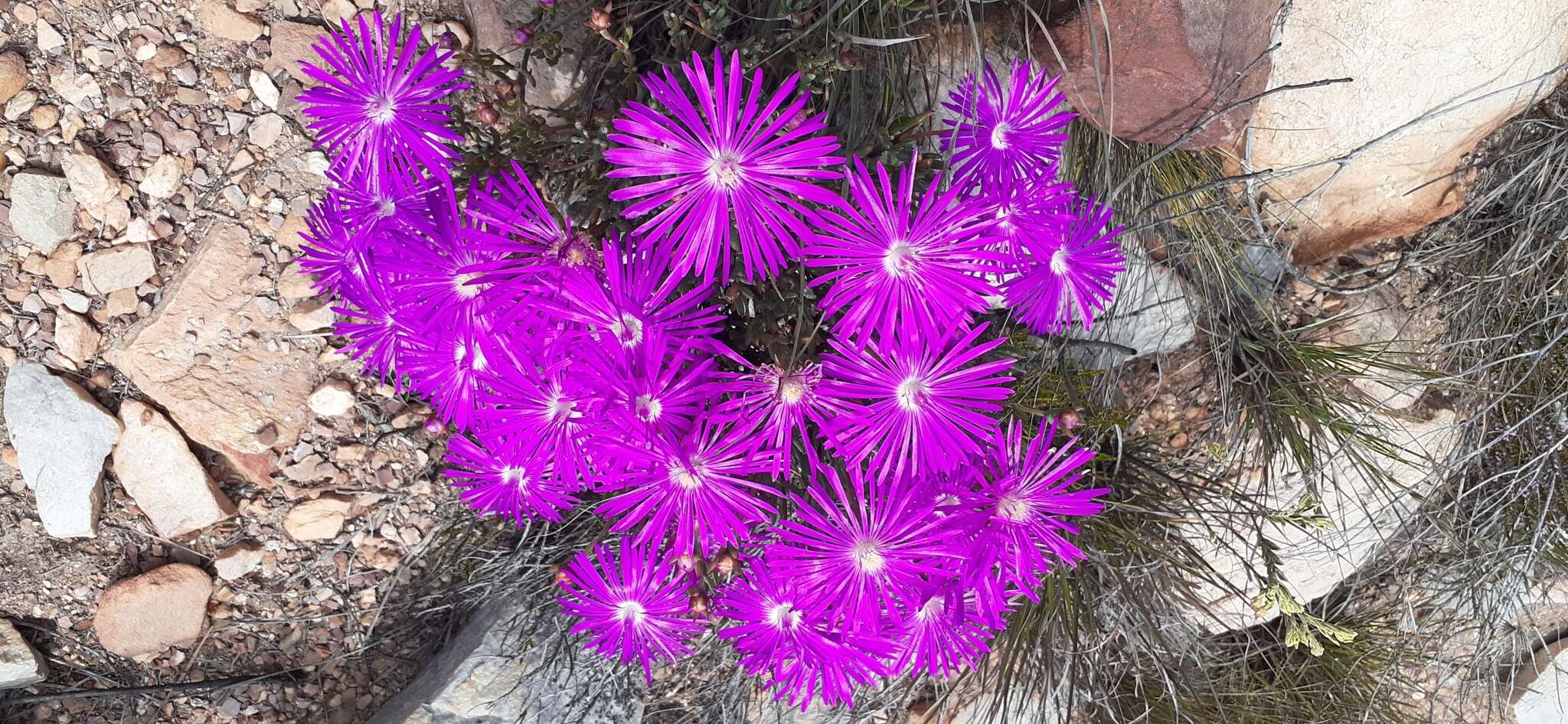 Image of Lampranthus affinis L. Bol.