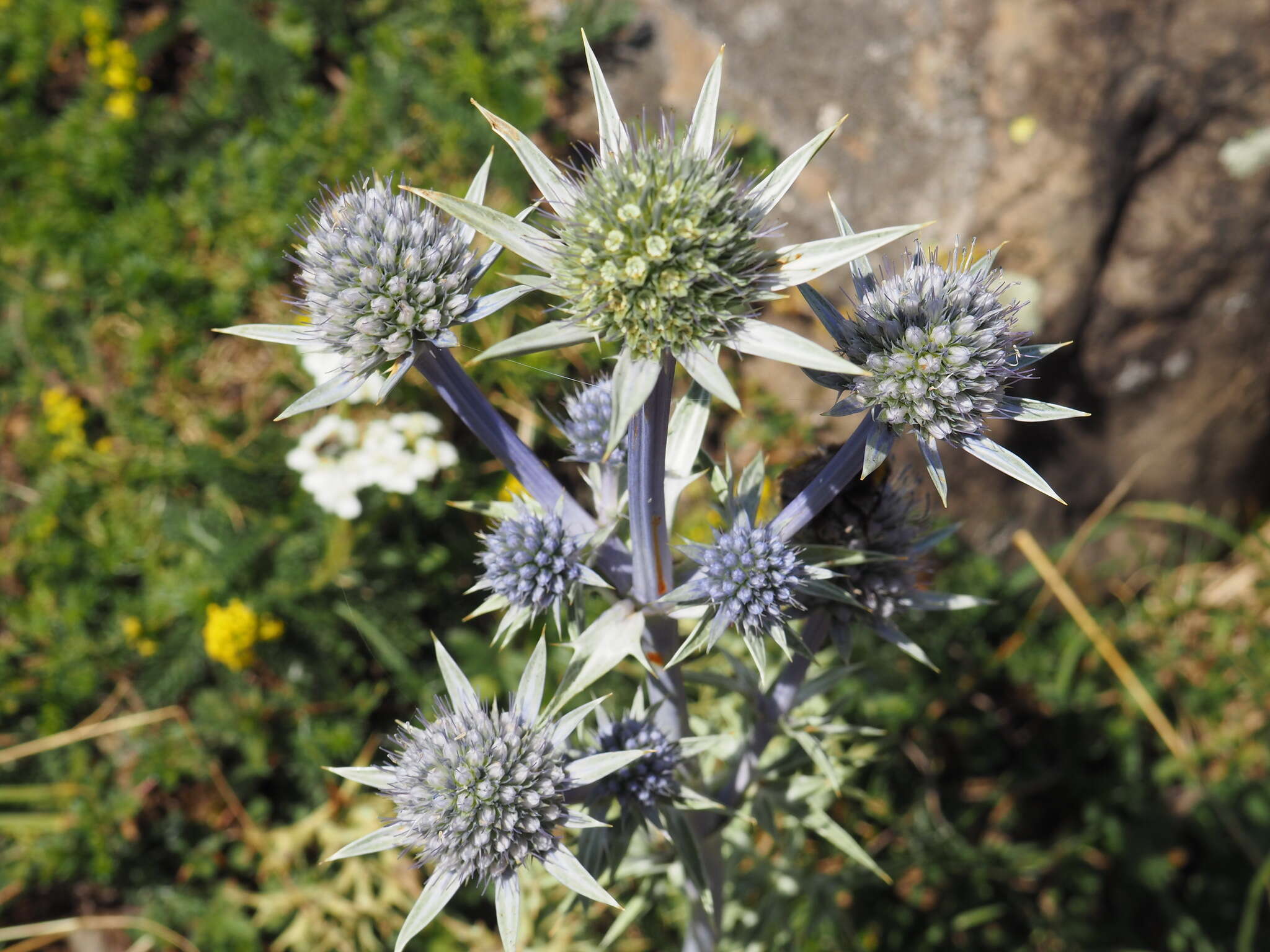 Eryngium bourgatii Gouan resmi