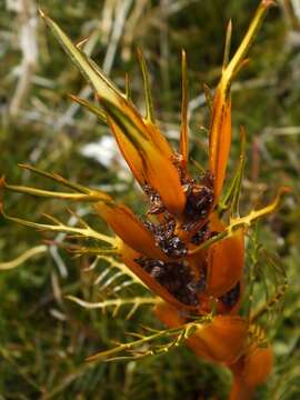 Image of Aciphylla pinnatifida Petrie