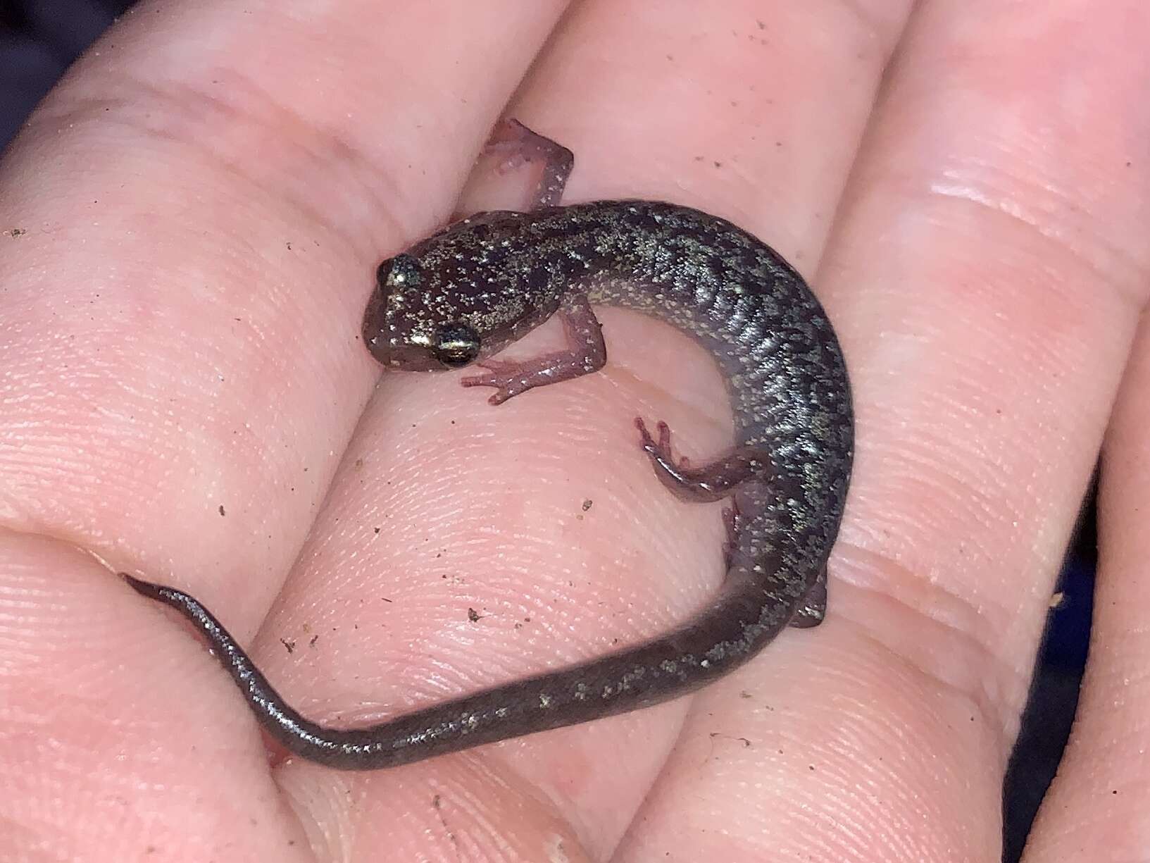 Image of Blacksburg Salamander