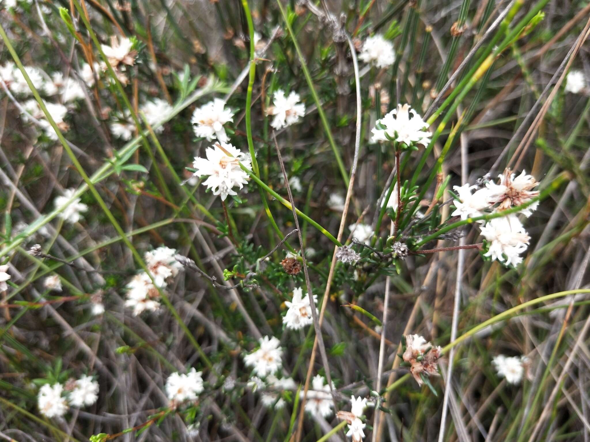 Image of Cryptandra ericoides Sm.