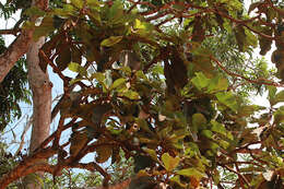 Image de Deplanchea tetraphylla (R. Br.) F. Muell. ex van Steenis