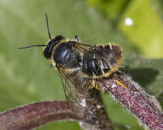 Image of Leafcutter bee