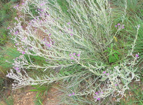 Image of Silver vernonia