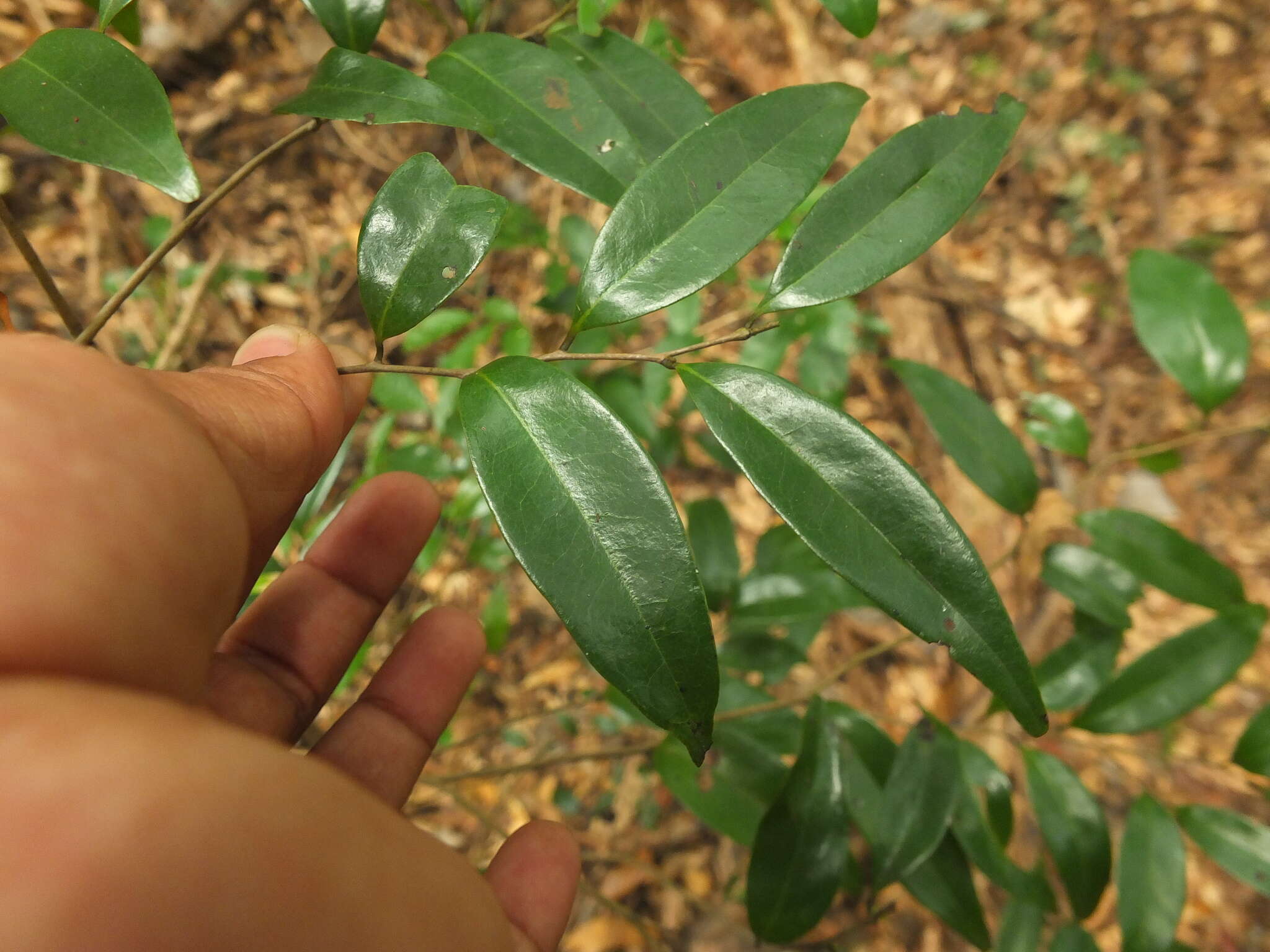 Alphonsea lutea (Roxb.) Hook. fil. & Thomson resmi