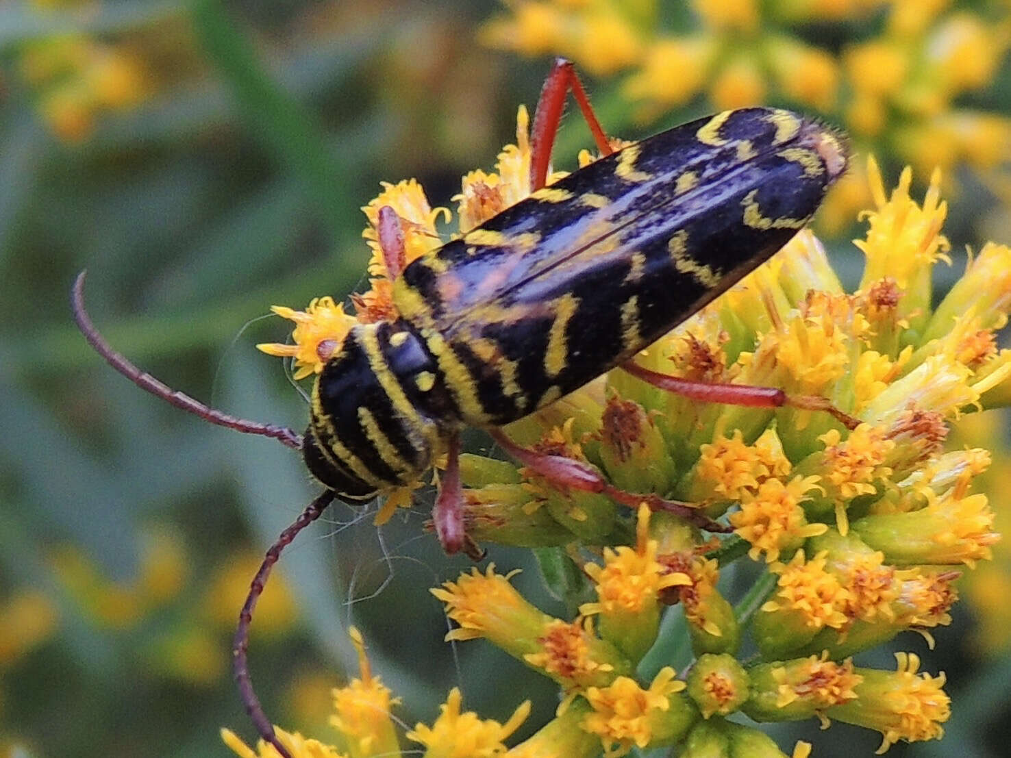 Image of Locust Borer