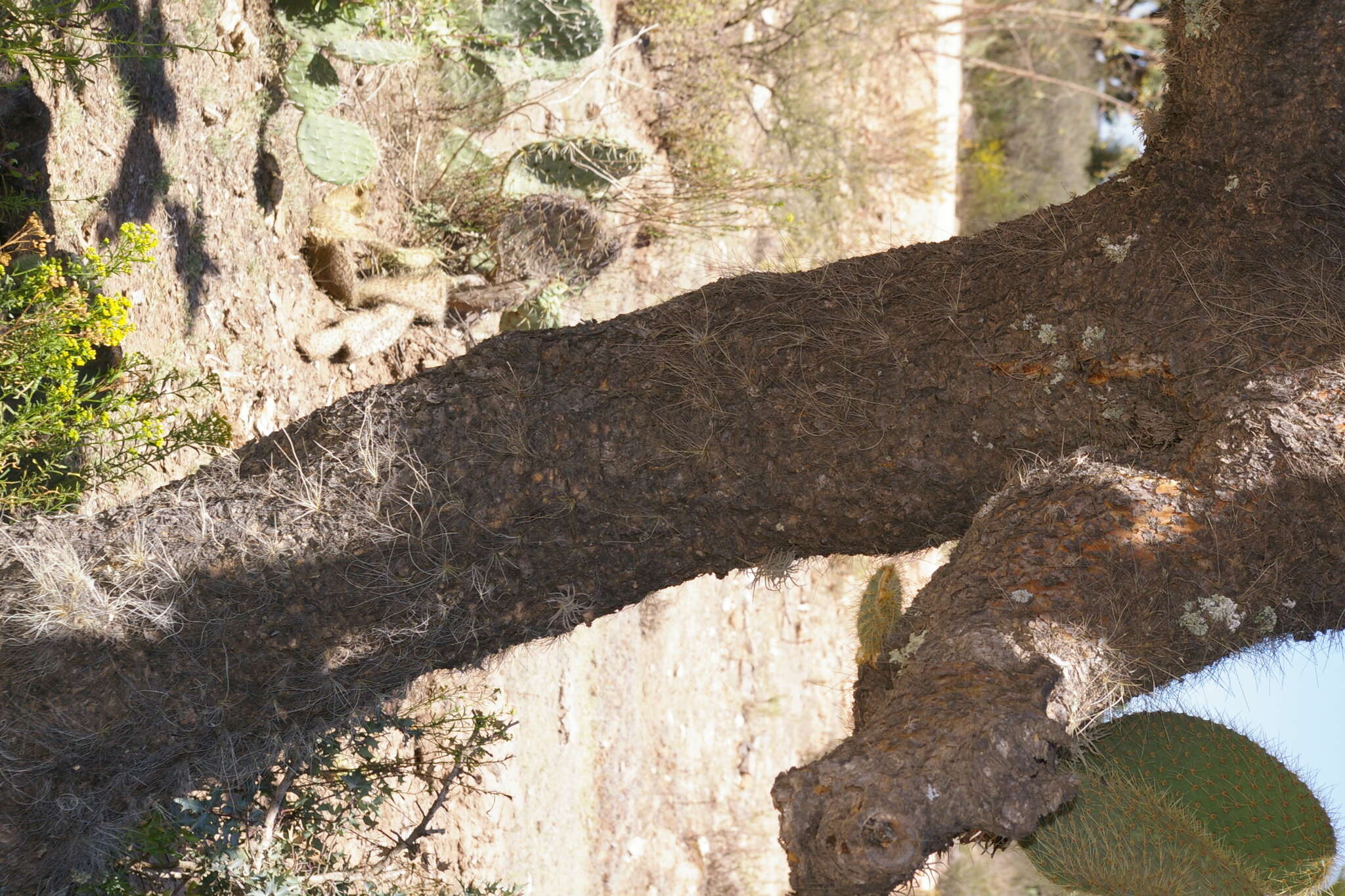 Image of Arborescent Pricklypear