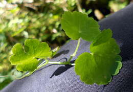 Image de Hydrocotyle americana L.