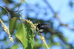 Image of Atrophaneura zaleucus (Hewitson 1865)