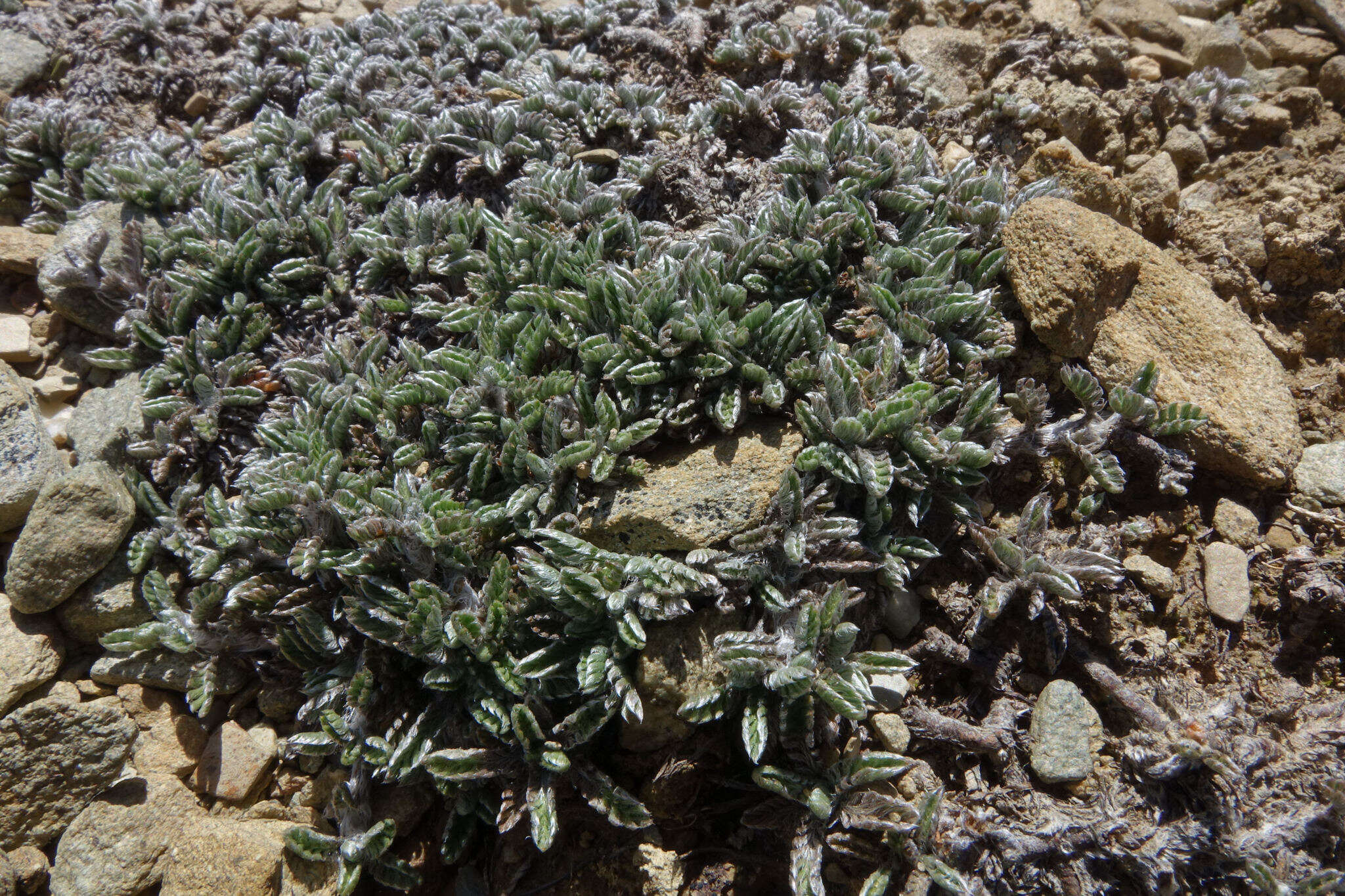 Image of Leptinella pectinata subsp. villosa (D. Lloyd) D. G. Lloyd & C. J. Webb