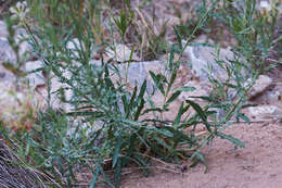 Oenothera suffrutescens (Ser.) W. L. Wagner & Hoch resmi