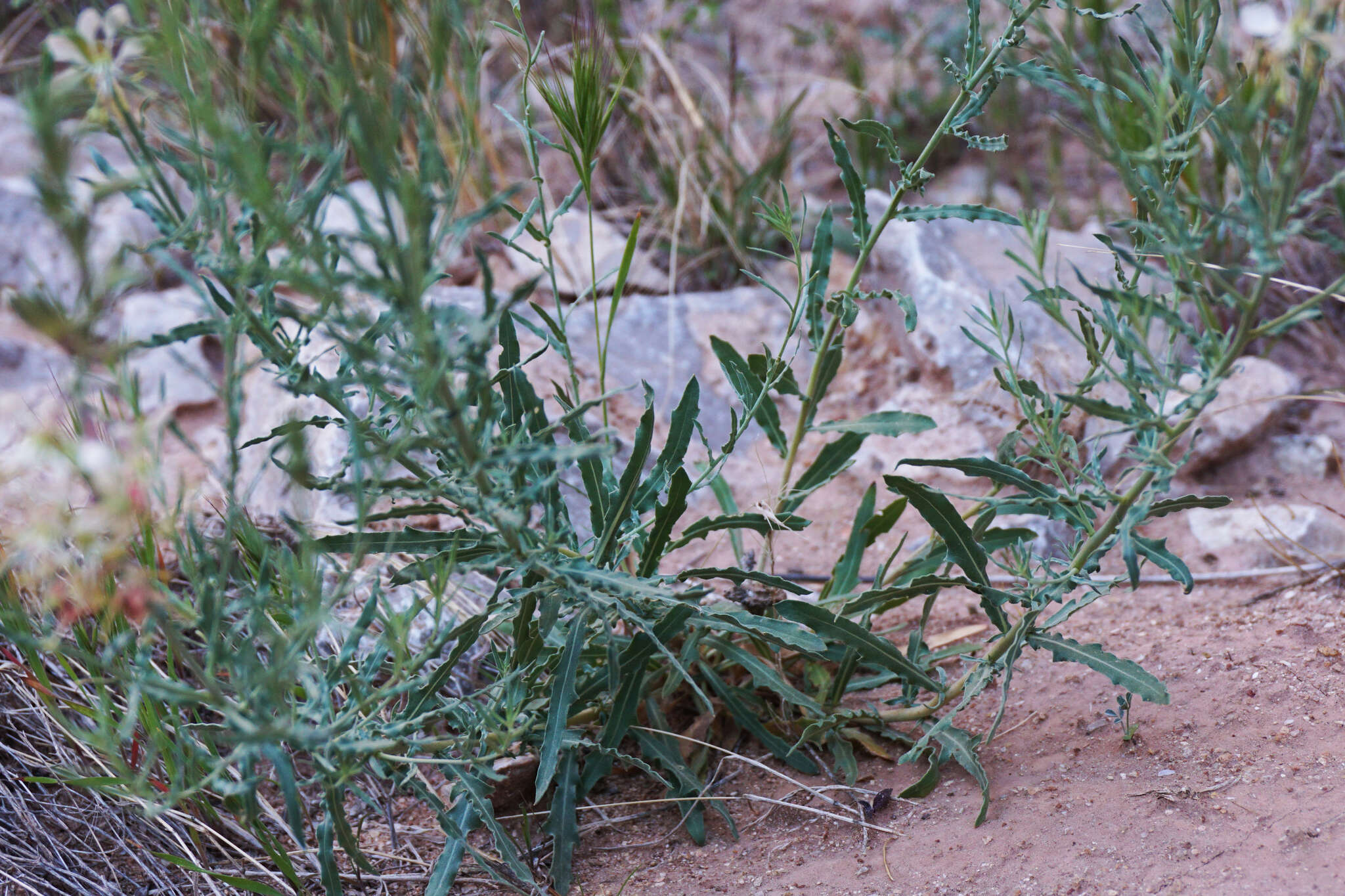 Oenothera suffrutescens (Ser.) W. L. Wagner & Hoch resmi