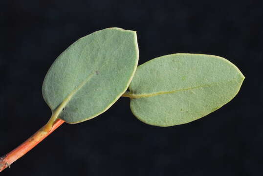 Image of Arctostaphylos peninsularis subsp. juarezensis J. E. Keeley