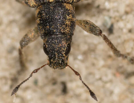 Image of Sweetclover Weevil