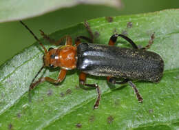 Image of Cantharis livida