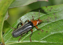 Image of Cantharis livida