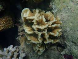 Image of Common lettuce coral