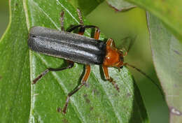 Image of Cantharis livida