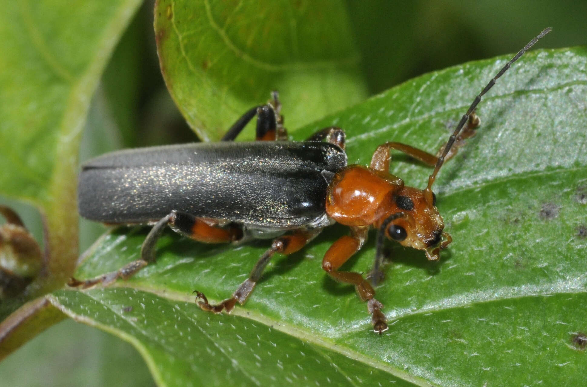 Image of Cantharis livida