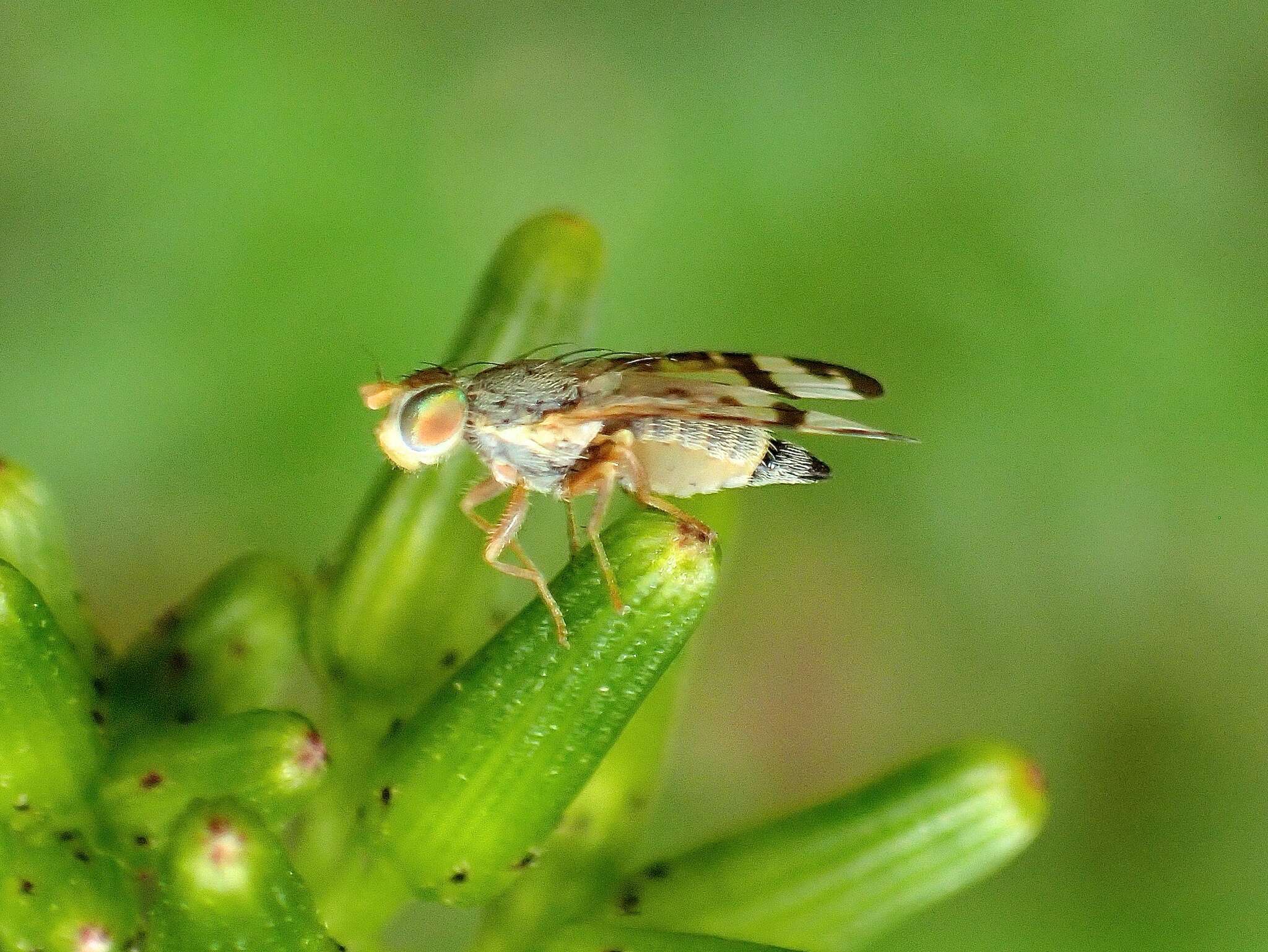 Image of Sphenella ruficeps (Macquart 1851)