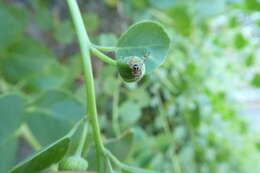 Image of Capparimyia savastani (Martelli 1911)