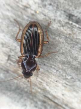 Image of Agonum (Olisares) pallipes (Fabricius 1787)