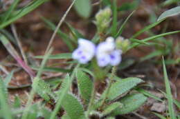 Image of Craterostigma hirsutum S. Moore