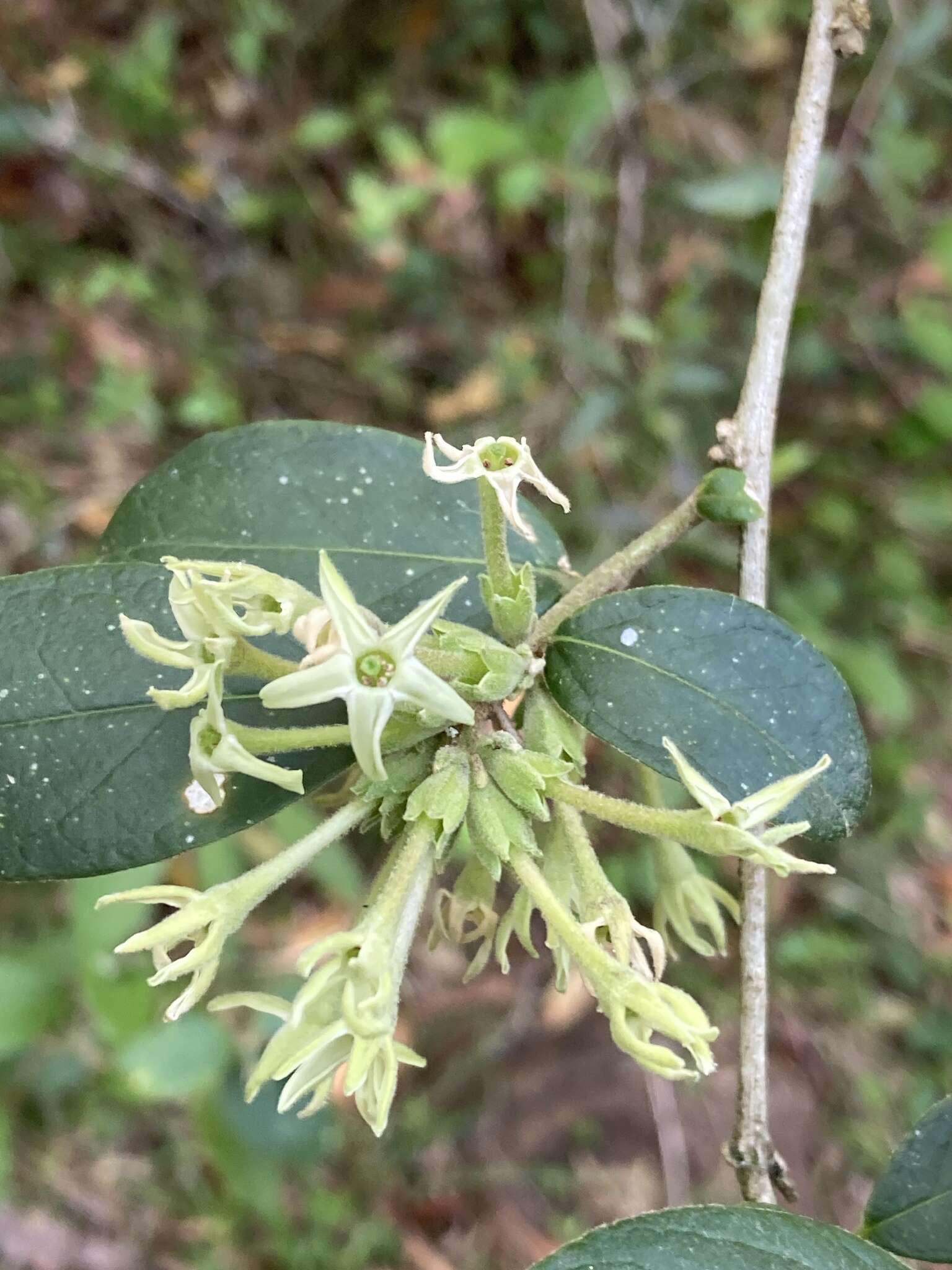 Image of Cestrum strigillatum Ruiz & Pav.